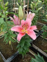 [4363 Gran Design GA No01.JPG]